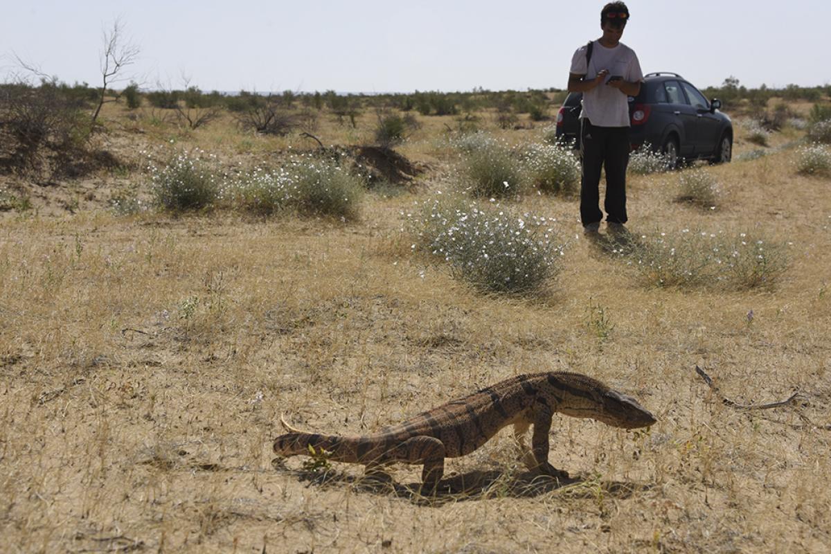 Варан в пустыне