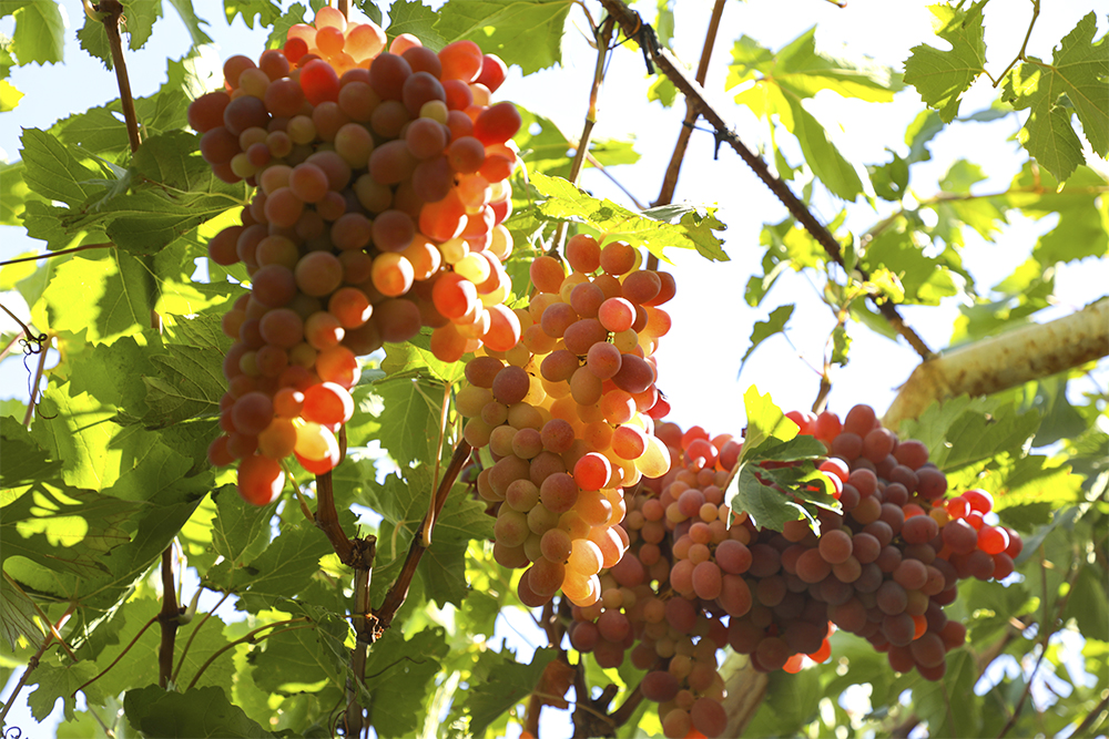 виноград Паркента в Узбекистане