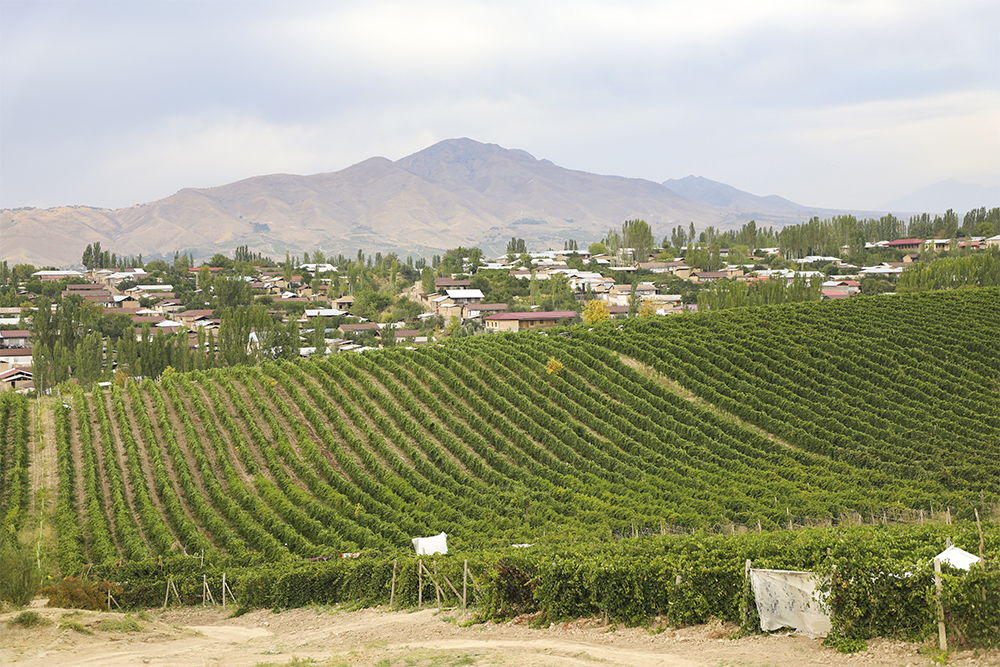 виноградные поля