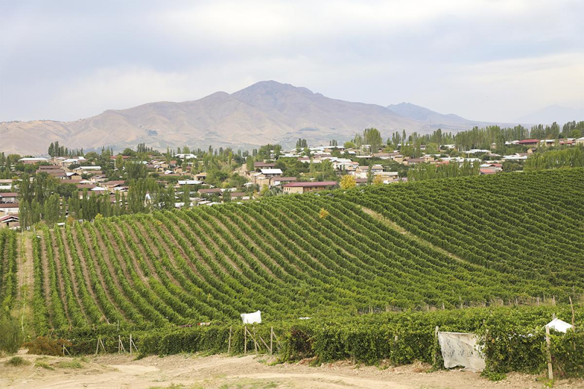 виноградные поля