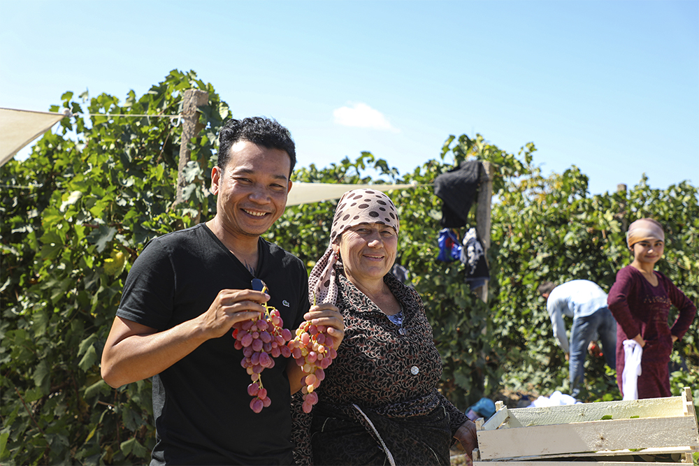 сборщики Винограда в Паркенте