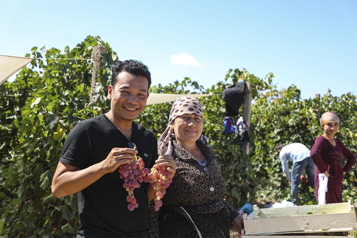 сборщики Винограда в Паркенте